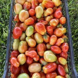 Caja De Tomate Roma Orgánico 🍅