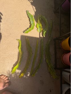 Dragon fruit clippings