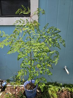 Moringa Tree  Well Established   