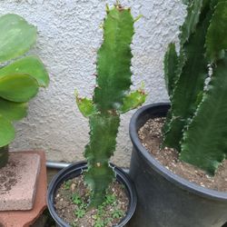 BEAUTIFUL CACTI 🌵 PLANTS $10.