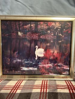 8x12 Swan photo