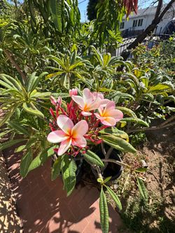 Pink Plumaria