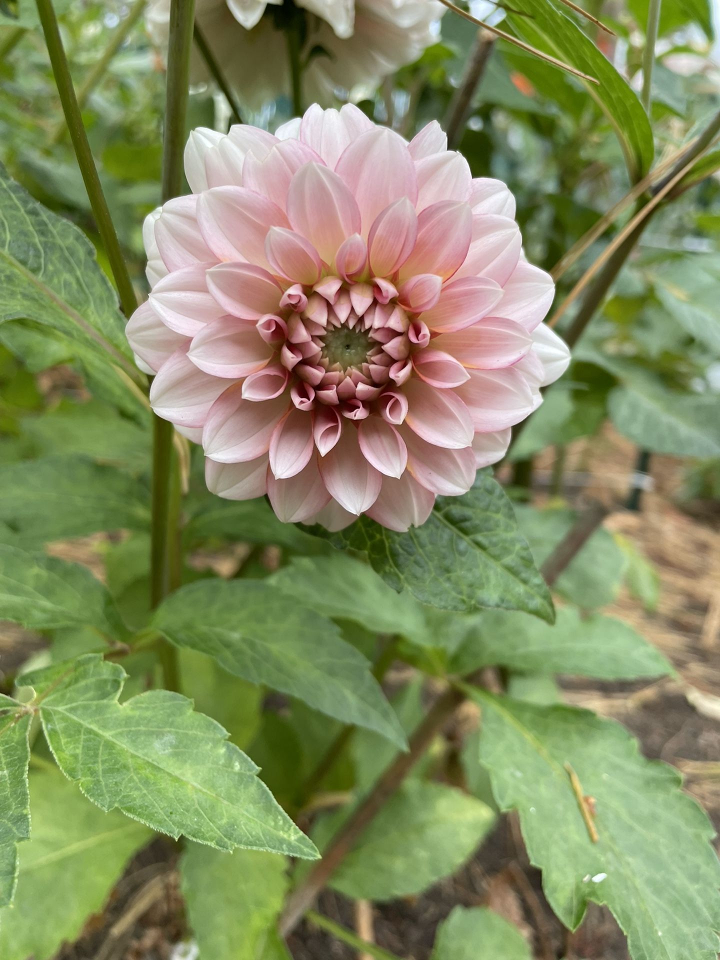 Wedding dahlias White, Blush And Pink Dahlias