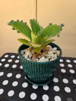 Cute &Healthy Mother of Thousands Plant in 5 " pot.