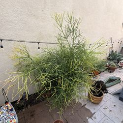 FREE - Euphorbia Fire stick - Succulent Cuttings