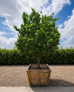 🌳 Large Mexican Lime Tree