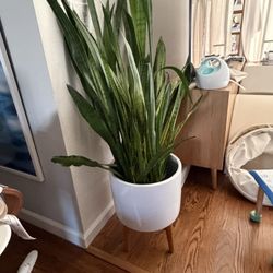 House Plants