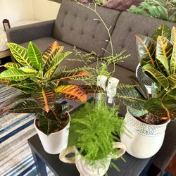 ❤️Petra' CROTON Is a popular tropical evergreen shrub known for its vibrant, multicolored foliage❤️