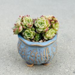 Succulents plants 🪴