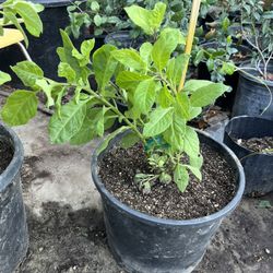 Insulina Planta - Insuline Plant 