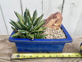 Bonsai Agave victoriae-reginae 'Tora Fu'