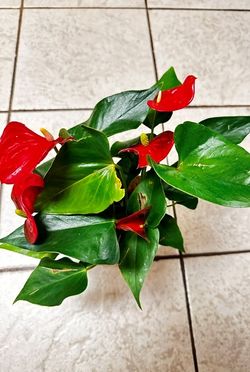 Red Anthurium in Bloom - Flamingo Flower – 4.5” White Ceramic Pot with grower tag