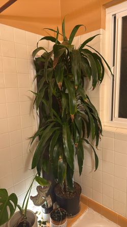 Dracaena House Plant
