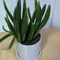 Stapelia Leendertziae Plant Rare