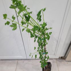 Black GOOSEBERRY Plant 