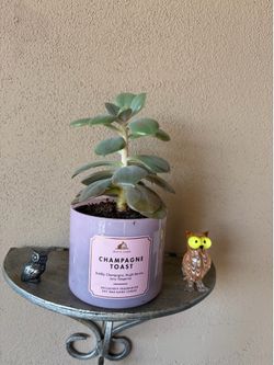Plant