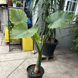 Elephant Ear Plant 