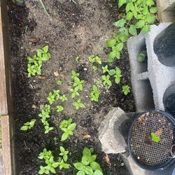 Basil seedlings