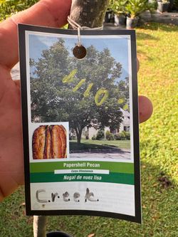 Creek Papershell pecan tree type 1