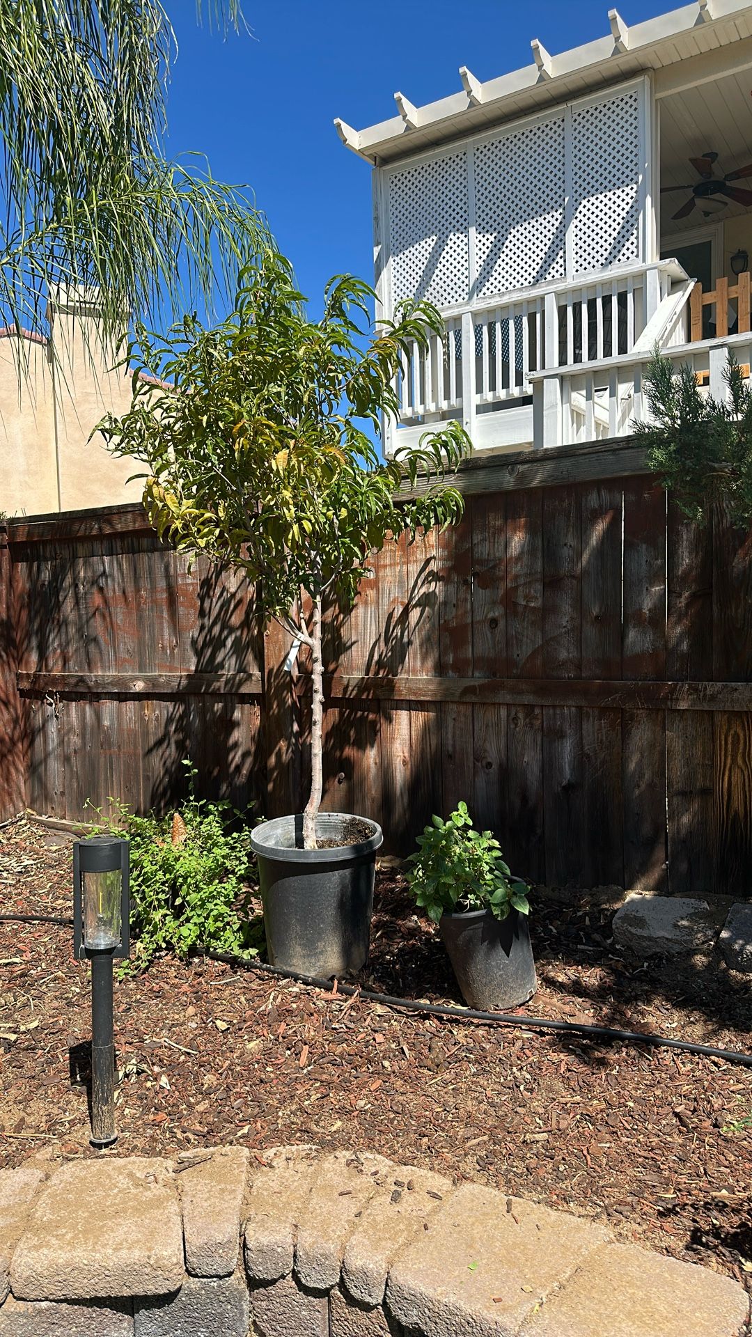 Peach Tree And Plant For Sele