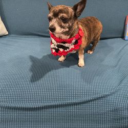 Dog/cat Neck Bandanas