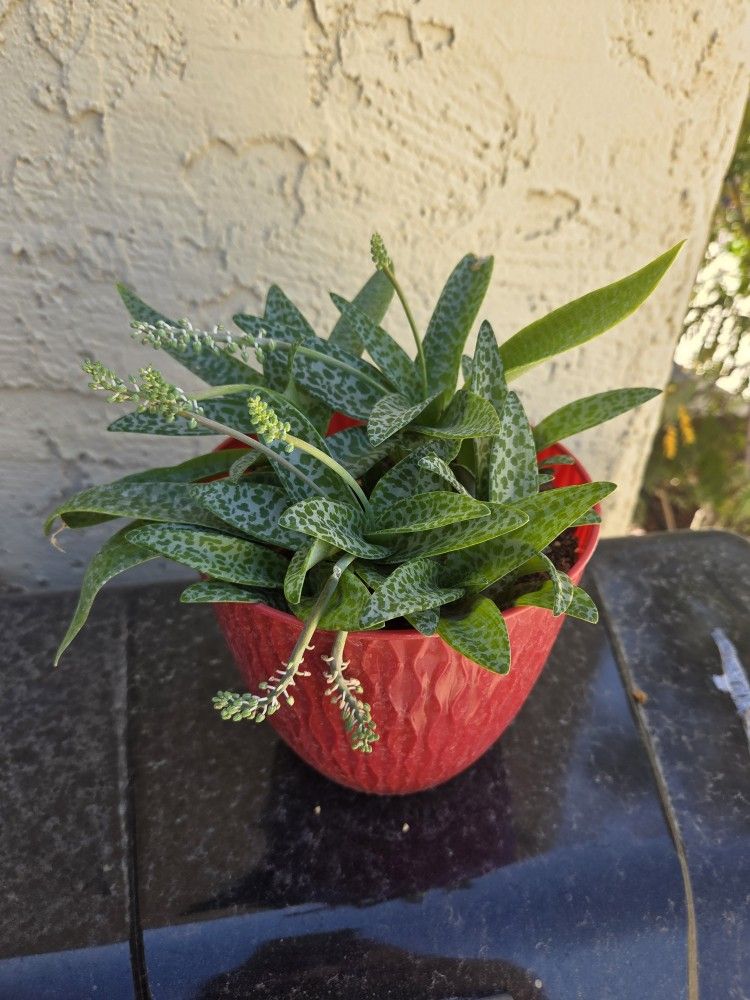 Plant