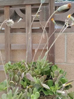 Jade plant w flowers