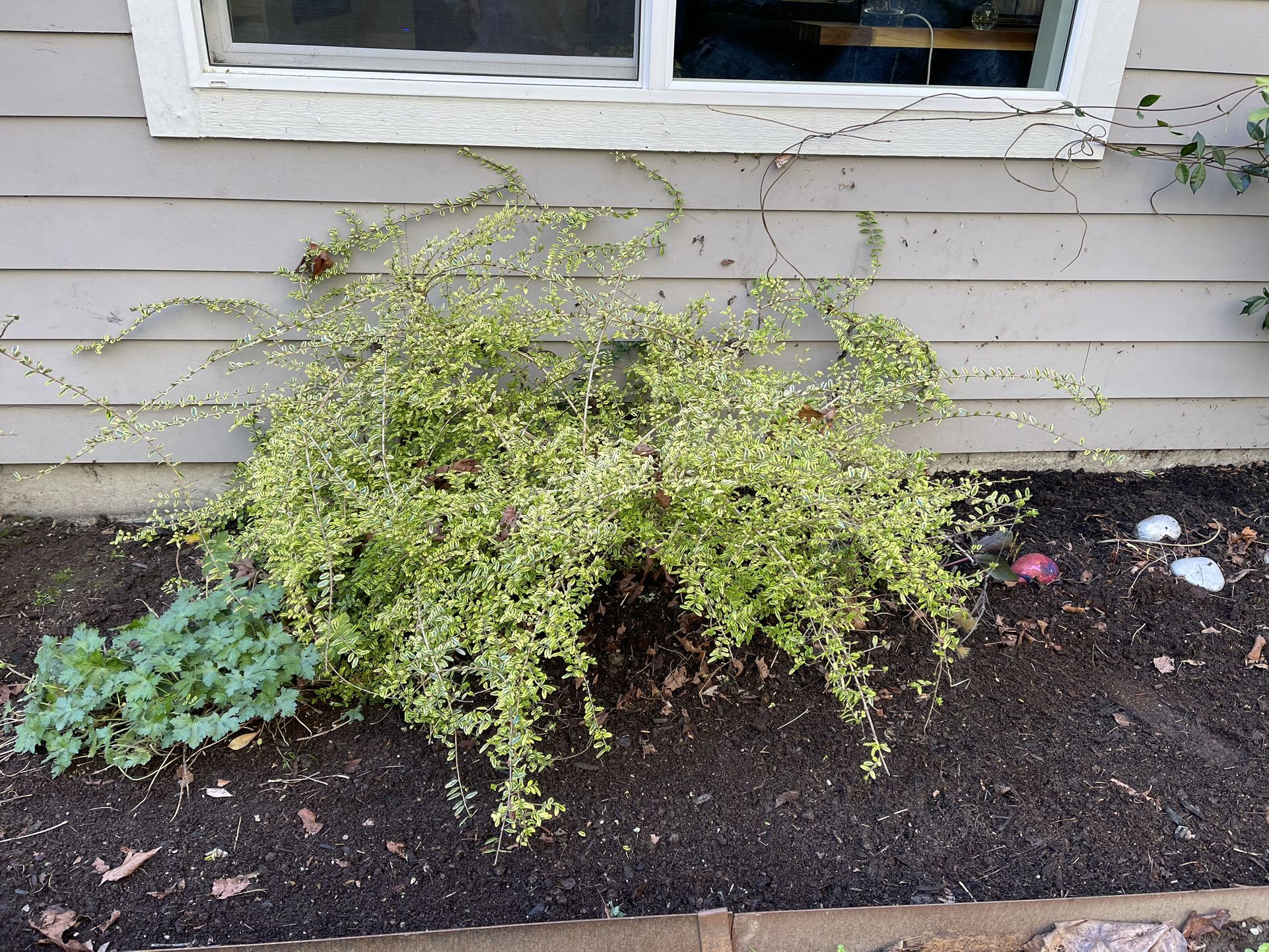3 Box Honeysuckle