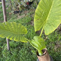 Planta oreja de elefante