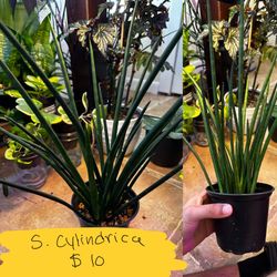 Sansevieria Cylindrica 