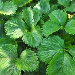 Large Healthy Everbearing Strawberry Plants! Perennial Vareity! 