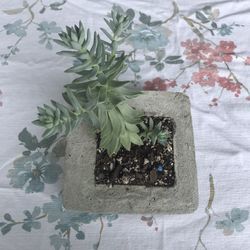 Médium Succulent In Concret pot