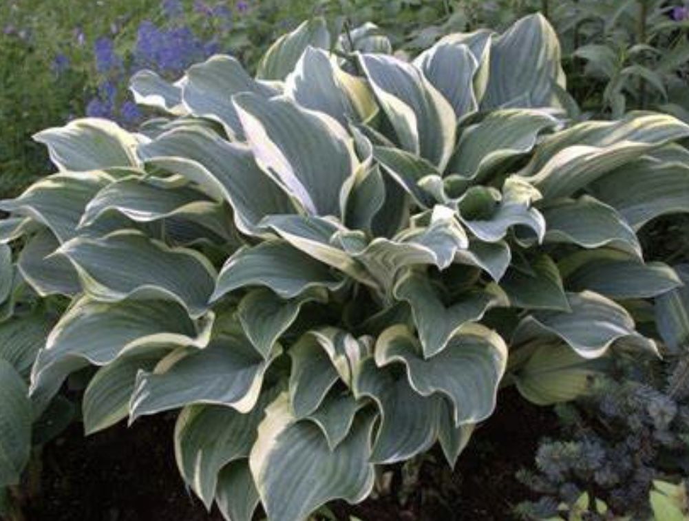 Hosta Plants