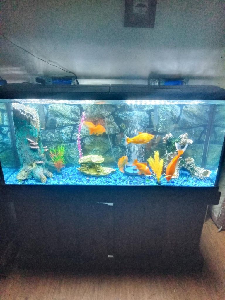 55 Gallon Fish Tank