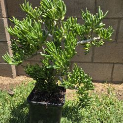 Crassula Ovata Suculent Plant 