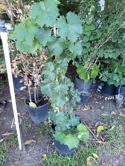Red Grape Tree