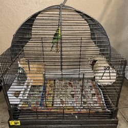 Bird Cage 