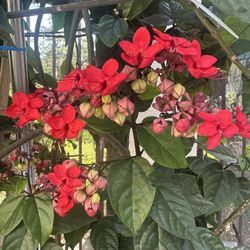 Bleeding Heart Plant