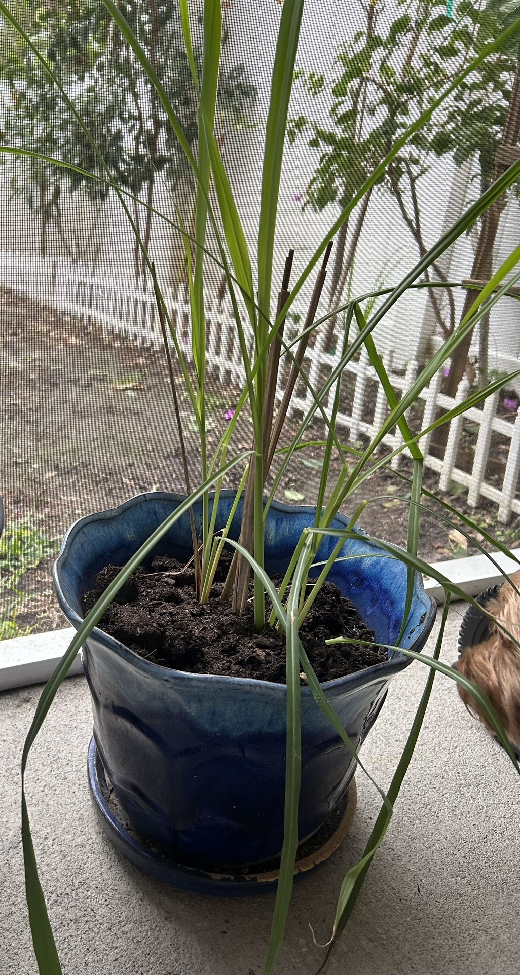 Lemongrass