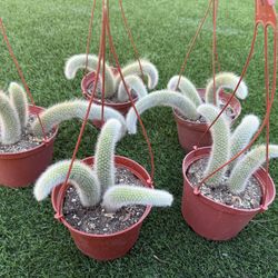 Monkey Tail Cactus