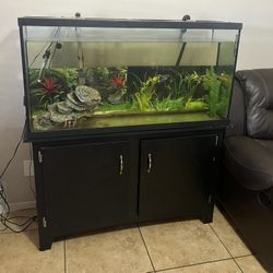 Fish tank for sale 