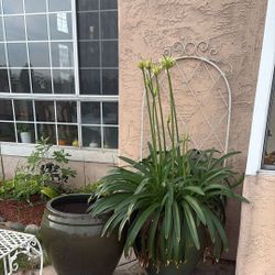 Two Very Large Pots With Agapanthus Plants 