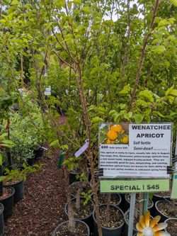 Wenatchee Apricot Trees just $45
