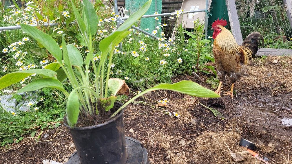 Medicinal, Herbal, And Ornamental Plants For Sale