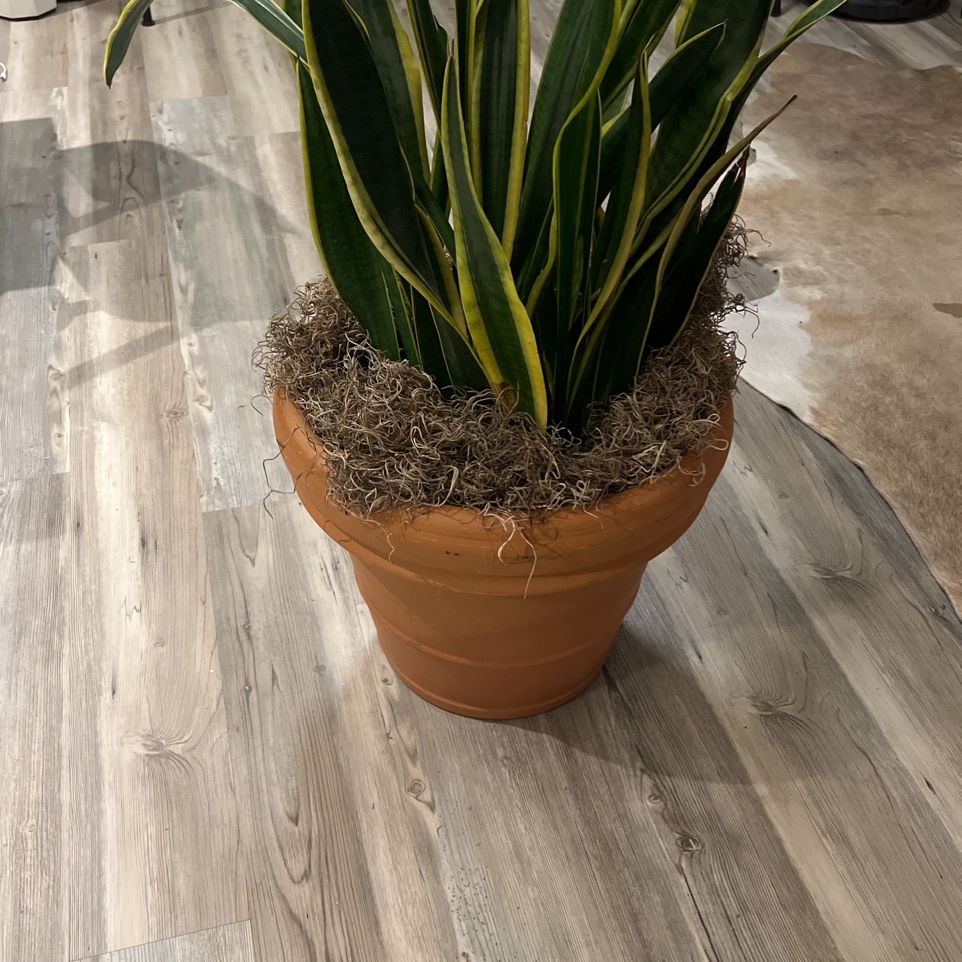Snake Plant + 16” Italian Terracotta Pot 
