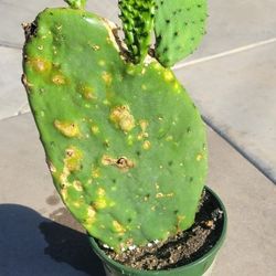 Cactus Plant