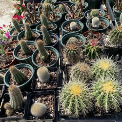 Cactus Plants Golden Barril 