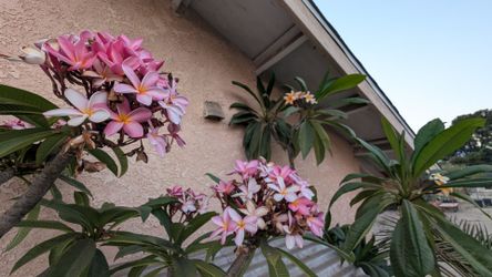 Plumaria Rosa 15 galones/ Plumeria
