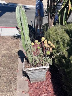 Metal Rectangular Planter Box with Succulents
