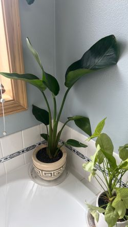 Bird of paradise plant